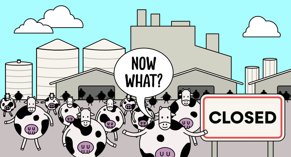 "There are hundreds of cows walking out of the factory farm. The sky is blue and there is a sign that reads, 'closed'. The cows are relieved and happy. One cow says, 'Now what?' "