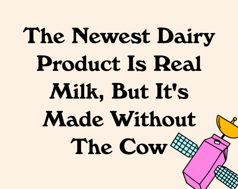 The Newest Dairy Product Is Real Milk, But It's Made Without The Cow